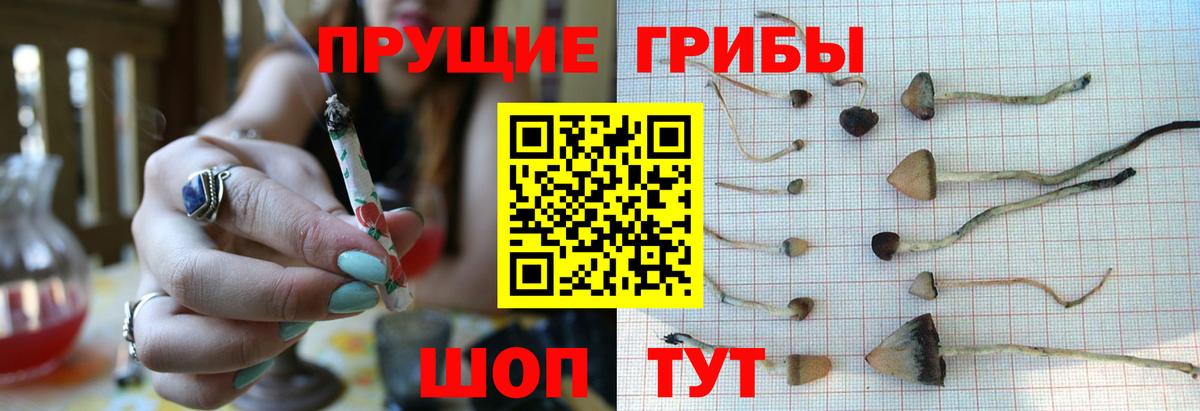 Псилоцибиновые грибы Cubensis Мценск